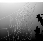 ...čekání na pavouka...