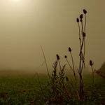 Pichľavé prebúdzanie