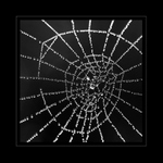 rosa na spartakiádě