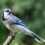 Blue Jay 2