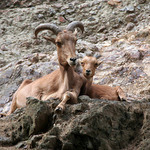 Usmějte se vyletí ptáček