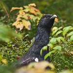 lidičky chápete to? leje a stejně za mnou zas nejaká baba leze :(