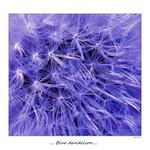 ... Blue dandelion ...