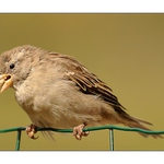 ... Vrabec domácí ...