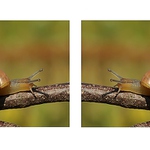 ... Život s ulitou ...