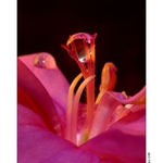 ... Dobře usazená kapka :) ...