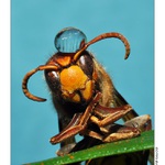 ... Zamyšlený sršeň s čepičkou :) ...