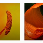 ... Pohledy do útrob květu ...