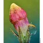 ... Poupě podzimu ...