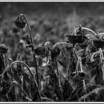 ...a sklonili sme hlavy...