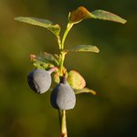 Vaccinium myrtilus
