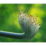 ***KRVOKVĚT BĚLOKVĚTÝ***