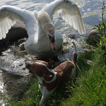 Utok je nejlepsi obrana