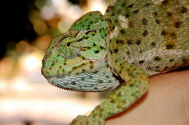 Chameleon