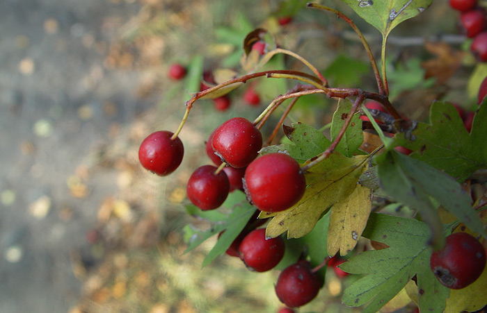 Podzimní rozmanitost