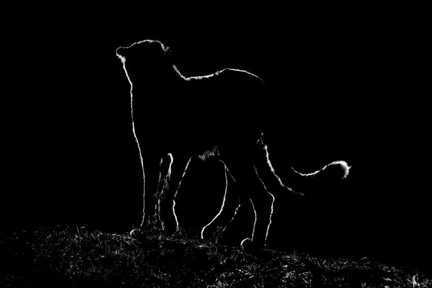 Gepard (Acinonyx Jubatus) - V západajícím slunci