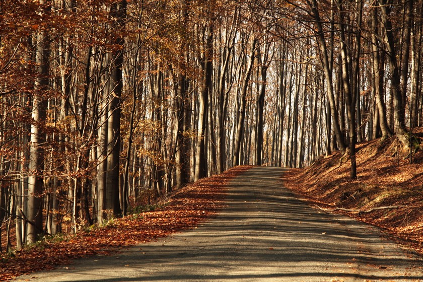 ...road...