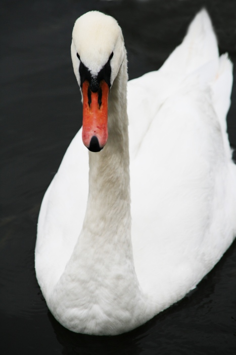 swan princess
