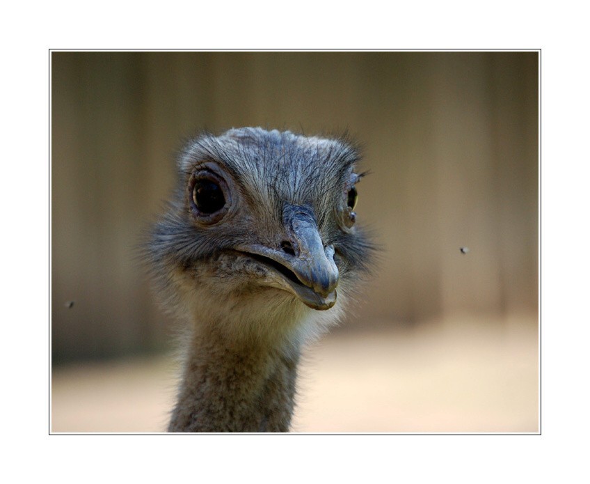 jedna kráska pštrosí