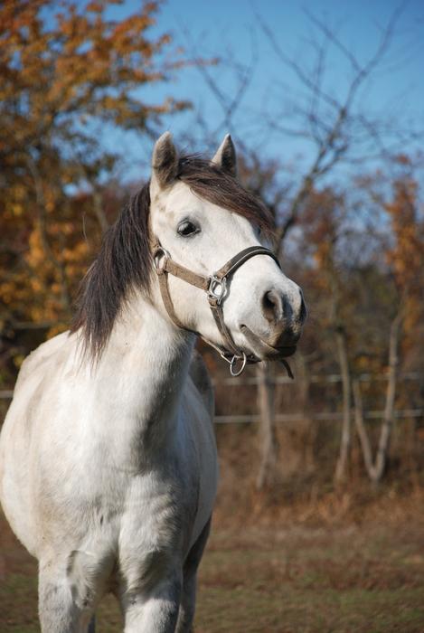 kůň na podzim