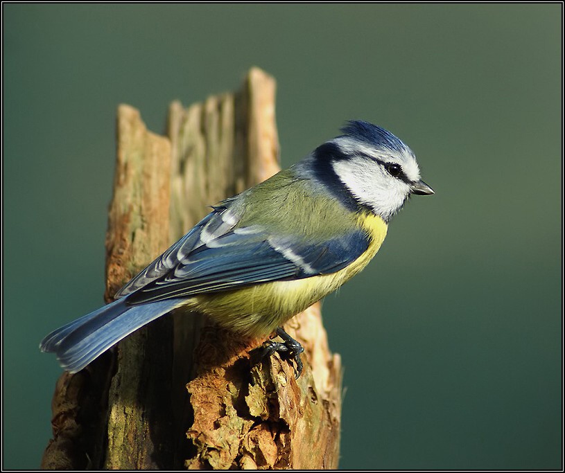 Sýkora modřinka - Parus caeruleus
