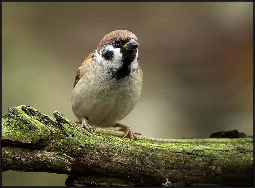 Vrabec polní (Passer montanus)