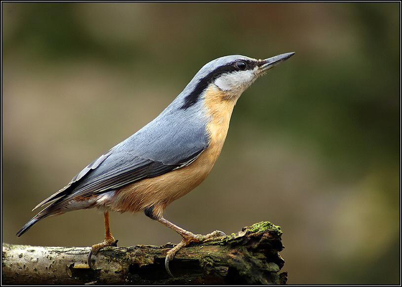 Brhlík lesní (Sitta europaea)