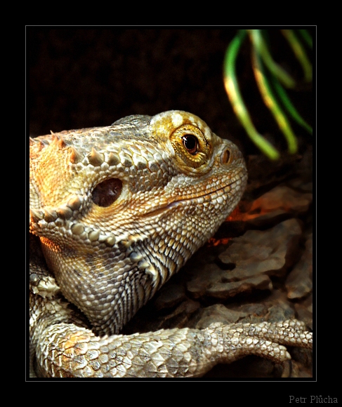Agama vousatá
