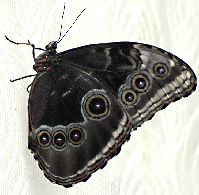Motýl