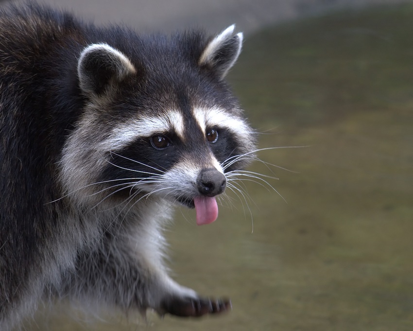 Racoon,,,