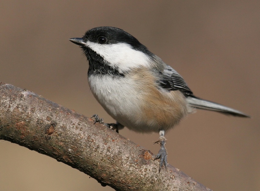 Chickadee,,