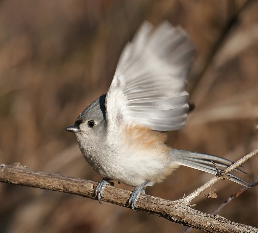 Titmouse,,AHOOOj