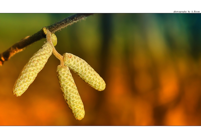 ... Z lesní cesty ...