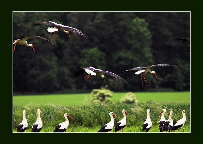 Komise pro bezpečnost letového provozu