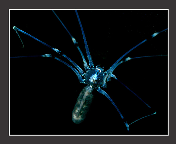 UV  spider