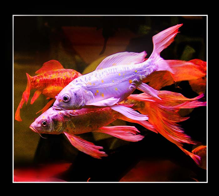 Japan akvarium