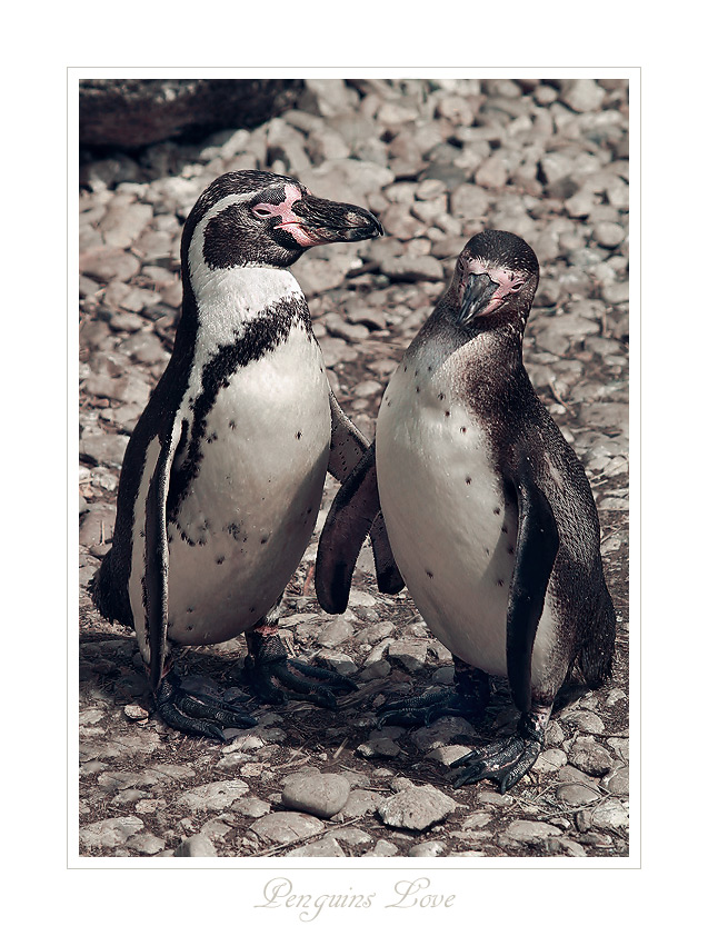 ***VYZNÁNÍ LÁSKY***