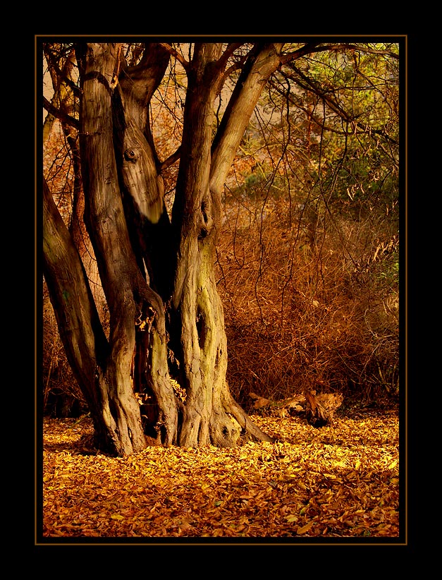 ***SLOŽITOST BYTÍ***