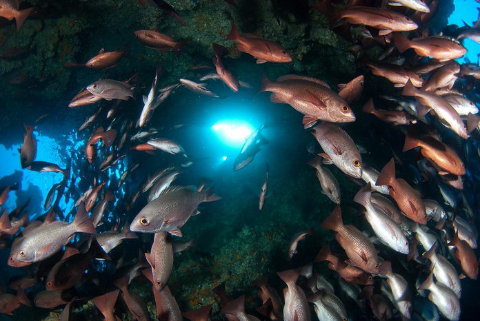 Fishlight