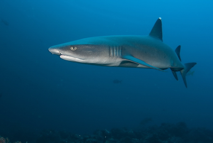Whitetip I