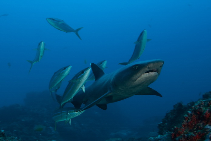 Whitetip & rainbow runners