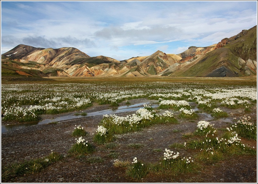 Bavlníkové plantáže