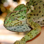 Chameleon