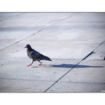 utíkám od vlastního stínu.