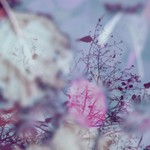 Rozhovory s jezerní paní