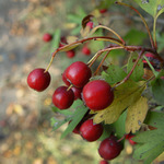 Podzimní rozmanitost