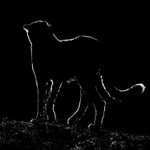 Gepard (Acinonyx Jubatus) - V západajícím slunci