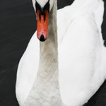 swan princess