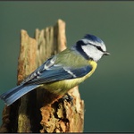 Sýkora modřinka - Parus caeruleus