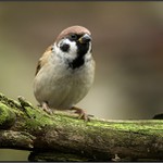 Vrabec polní (Passer montanus)